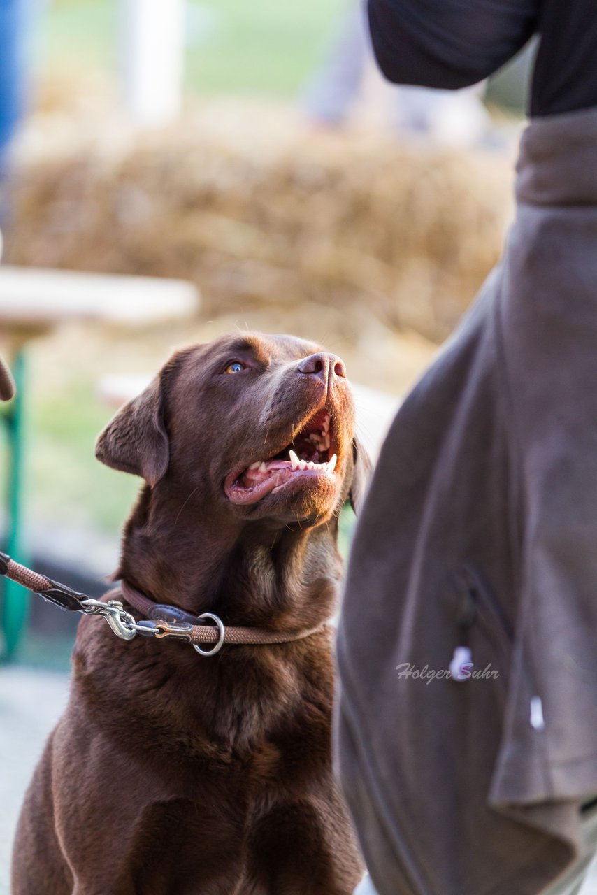 Bild 121 - Wiemersdorfer Maibaum
